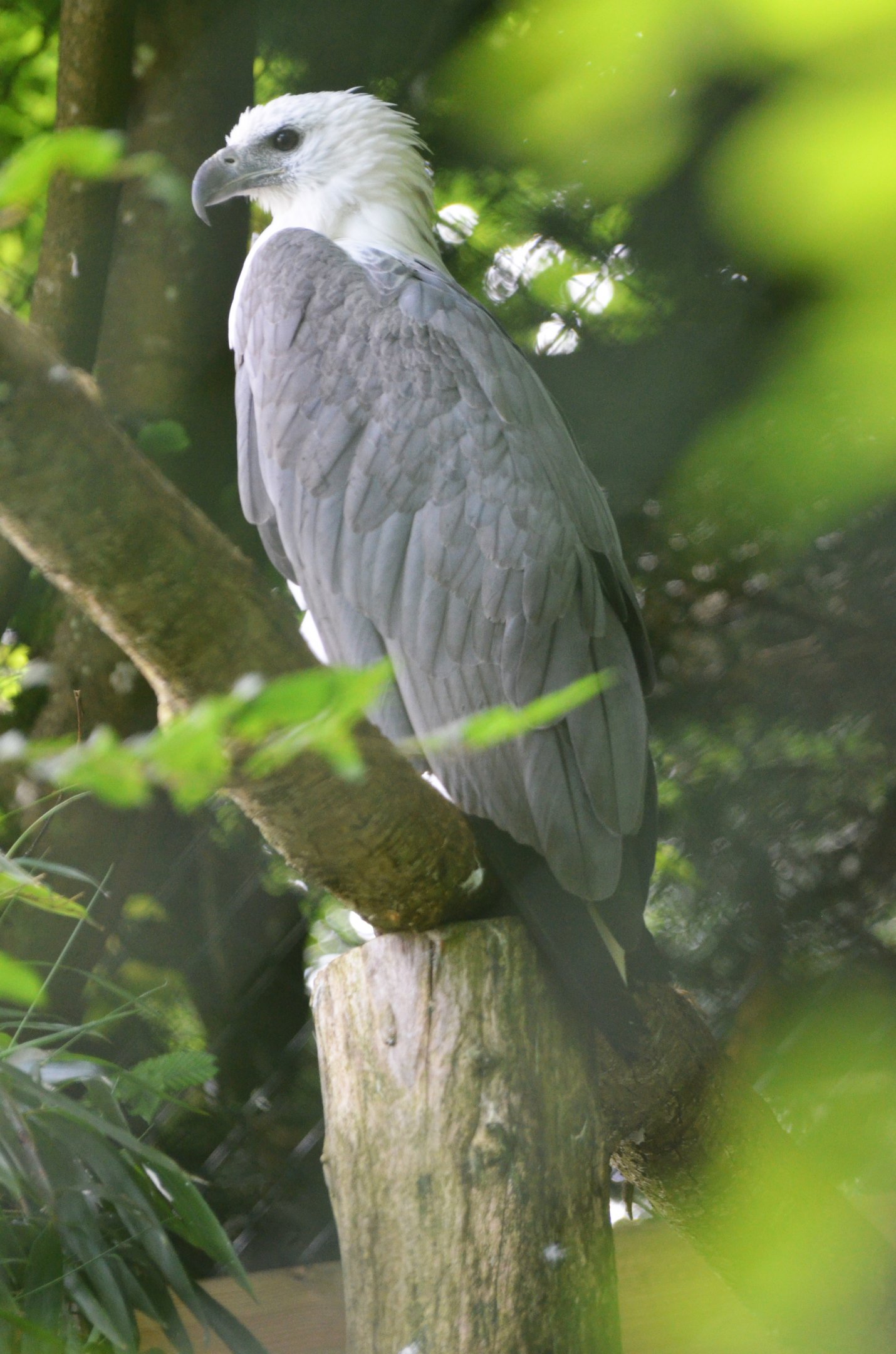 White-bellied Sea Eagle at Beauval, 12/06/18