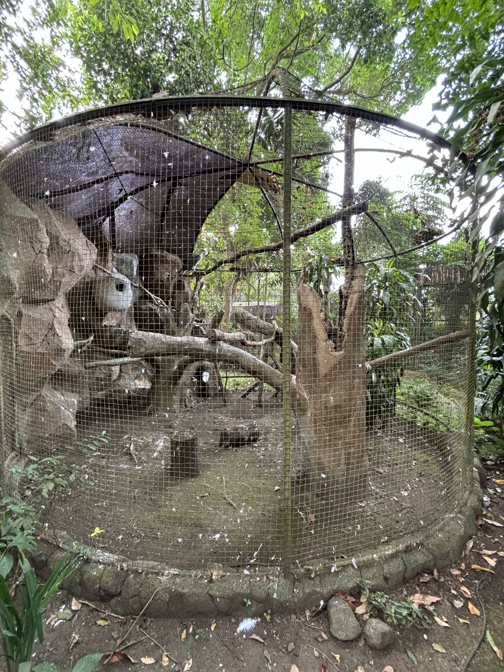 White-bellied Sea Eagle Aviary #1 - Bird Forest