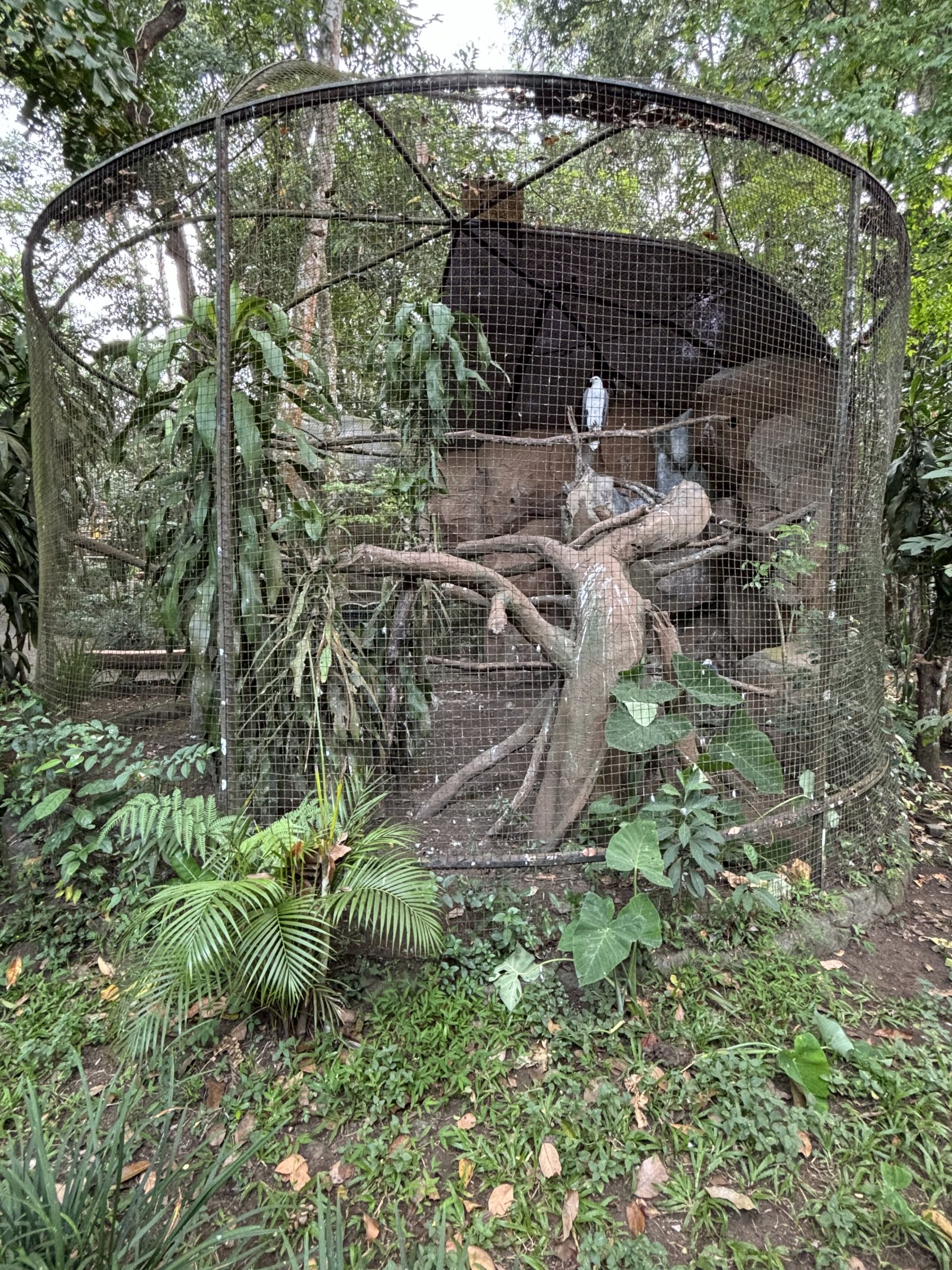 White-bellied Sea Eagle Aviary #2 - Bird Forest