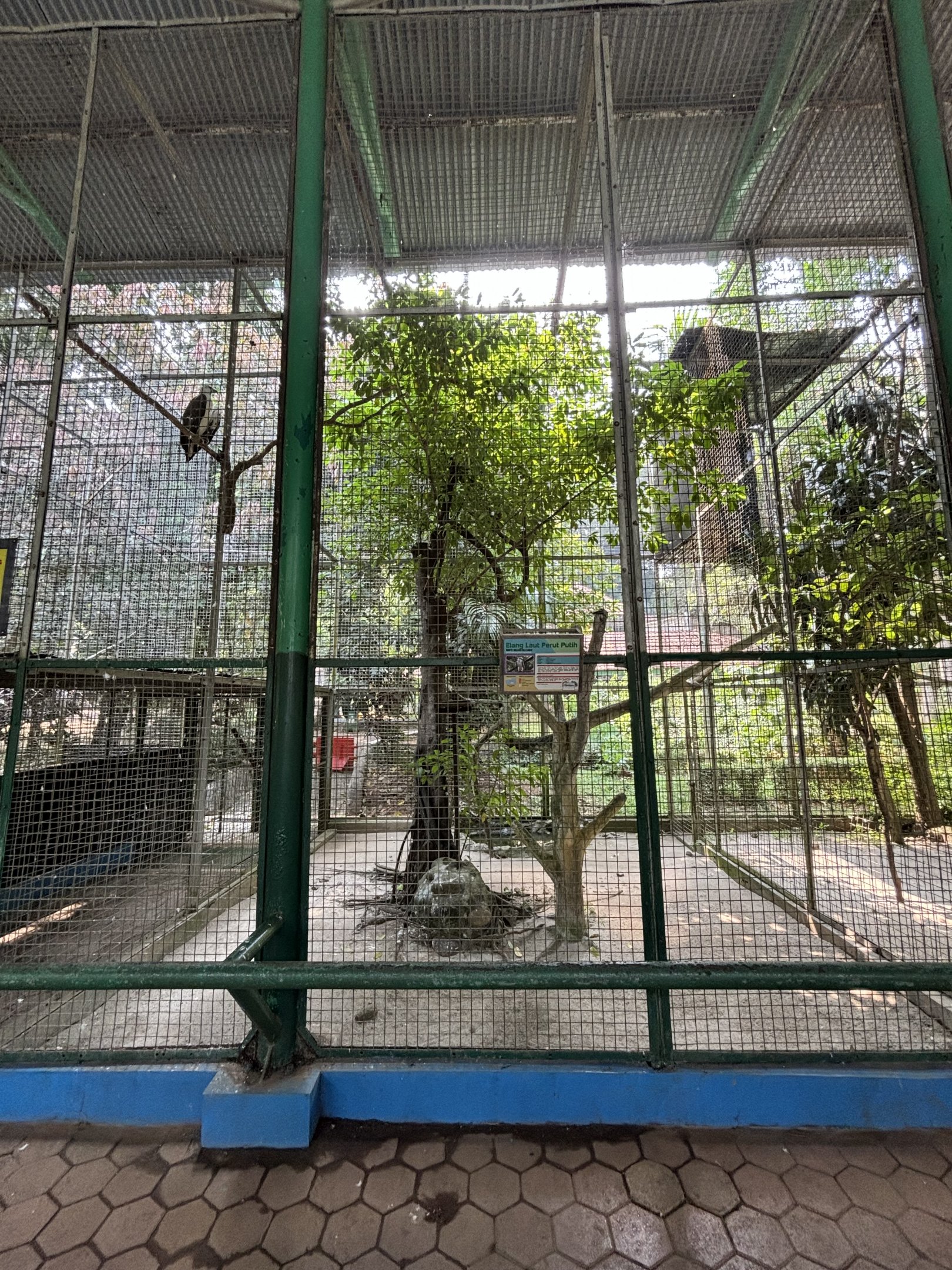 White-bellied Sea Eagle Aviary #2
