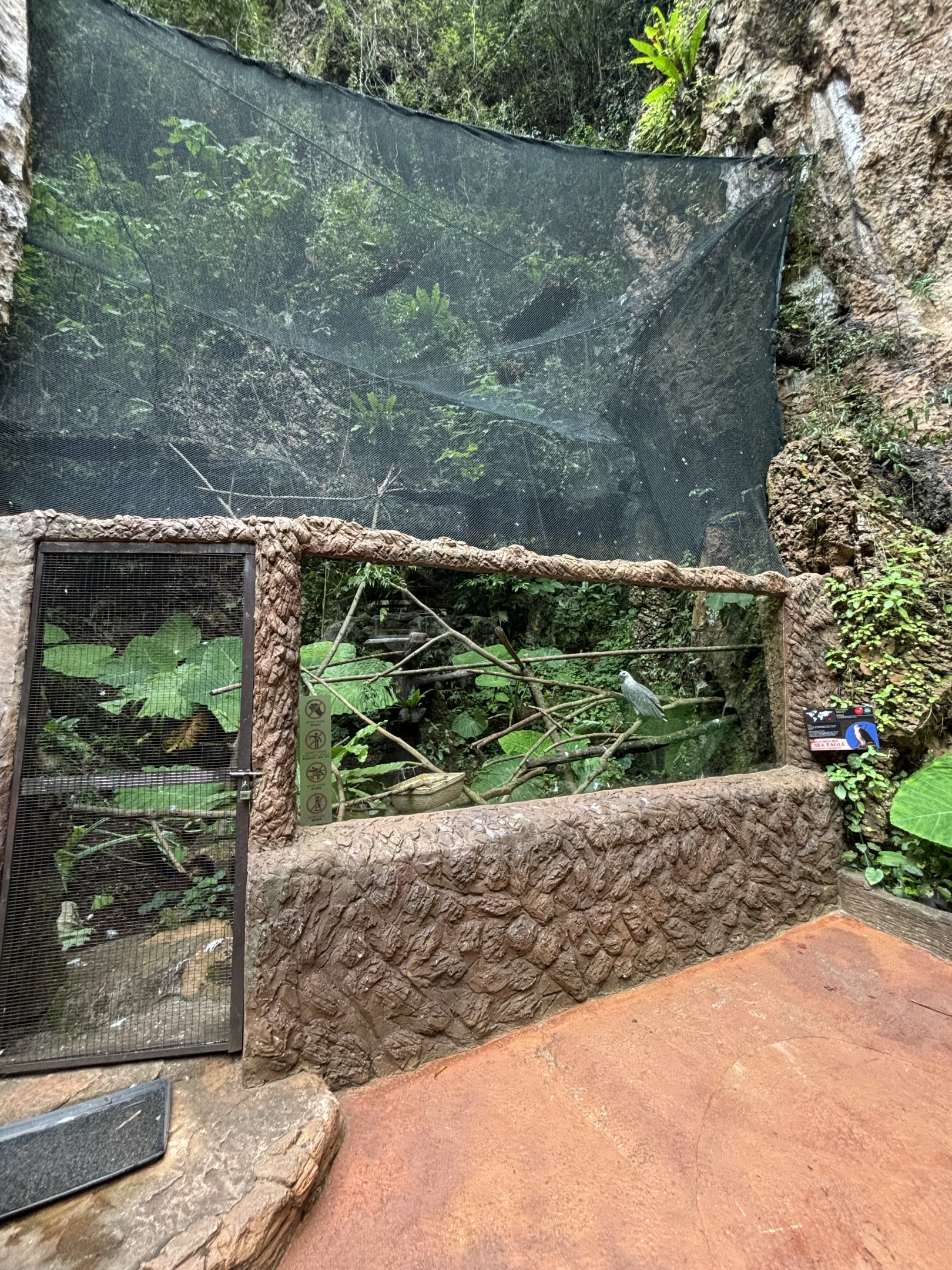 White-bellied Sea Eagle Aviary - Lost World of Tambun