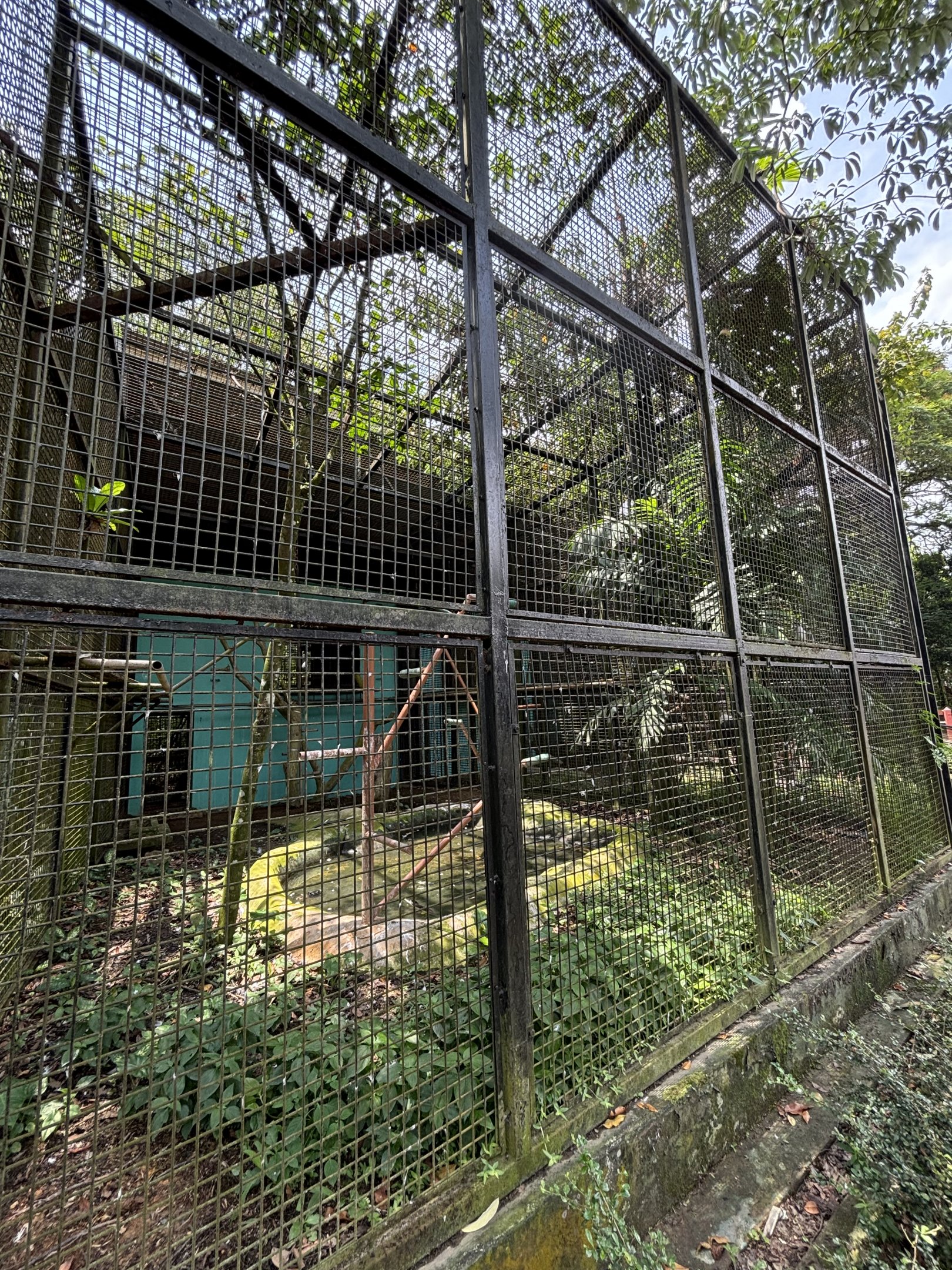 White-bellied Sea Eagle Aviary