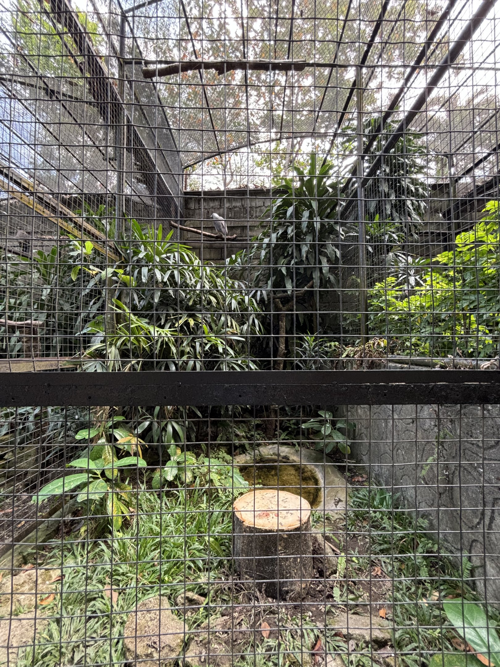 White-bellied Sea Eagle Aviary