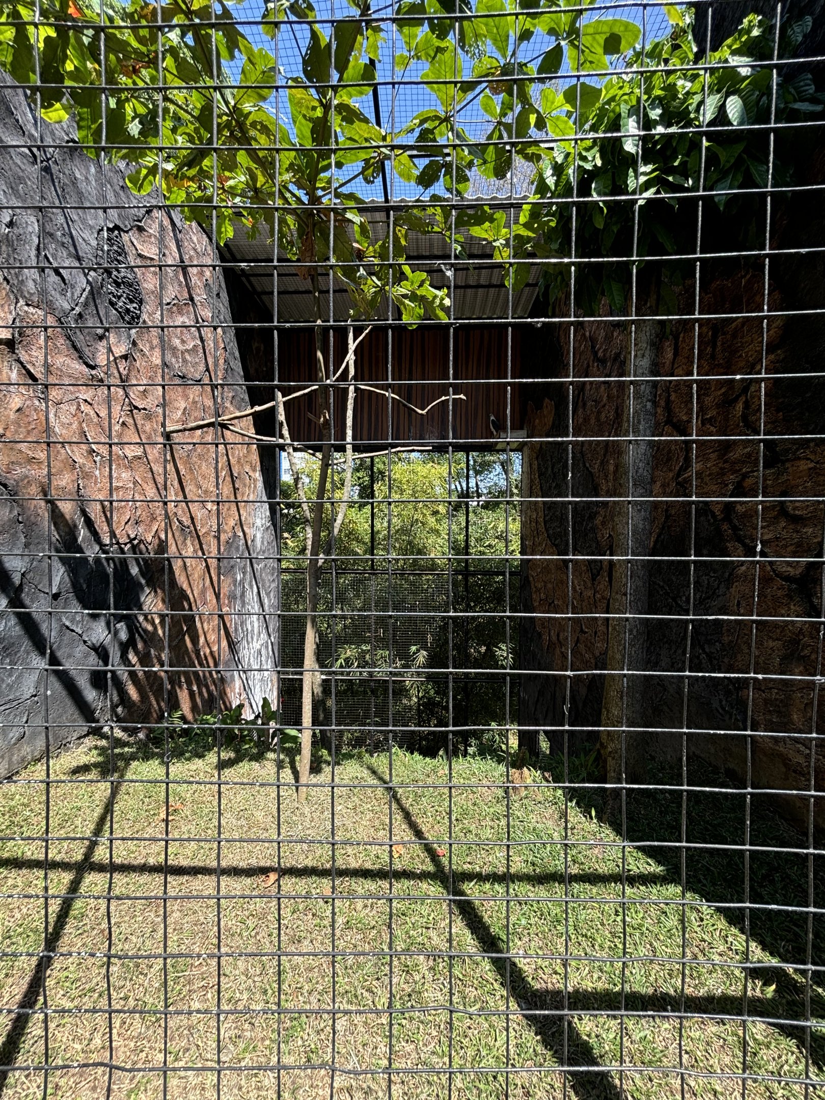 White-bellied Sea Eagle Aviary