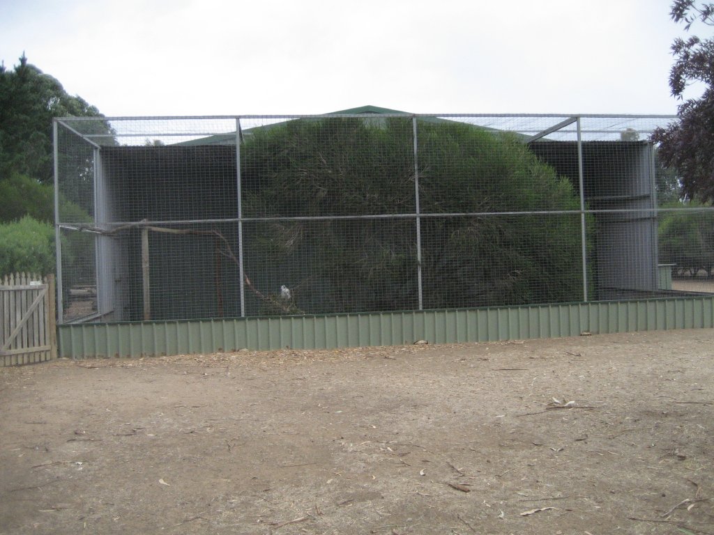 White-bellied Sea-eagle Aviary