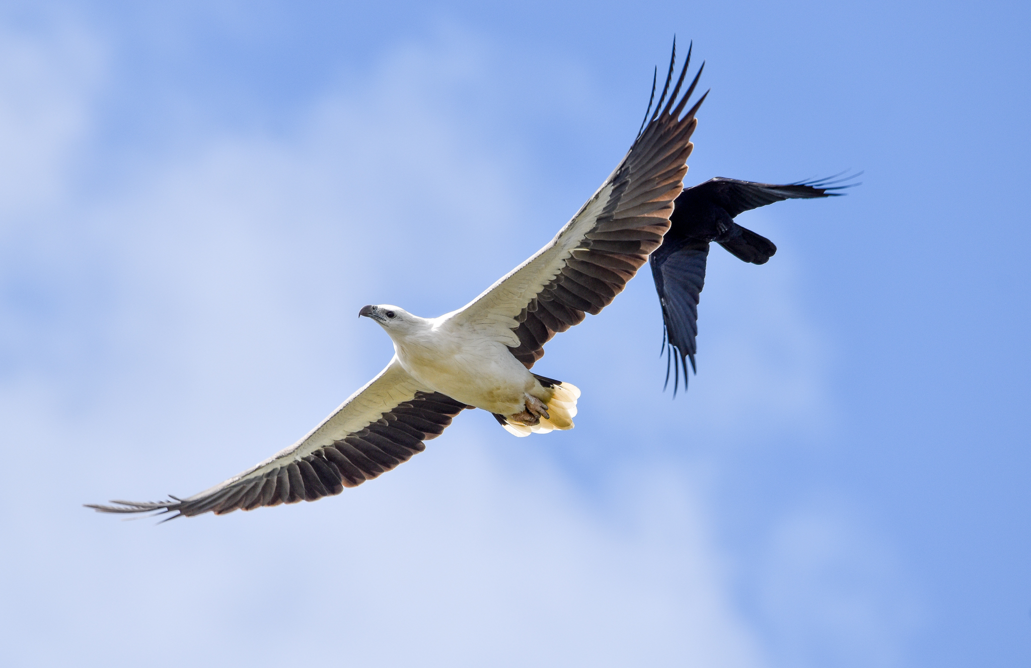 White-bellied Sea-Eagle chased by a Torresian Crow