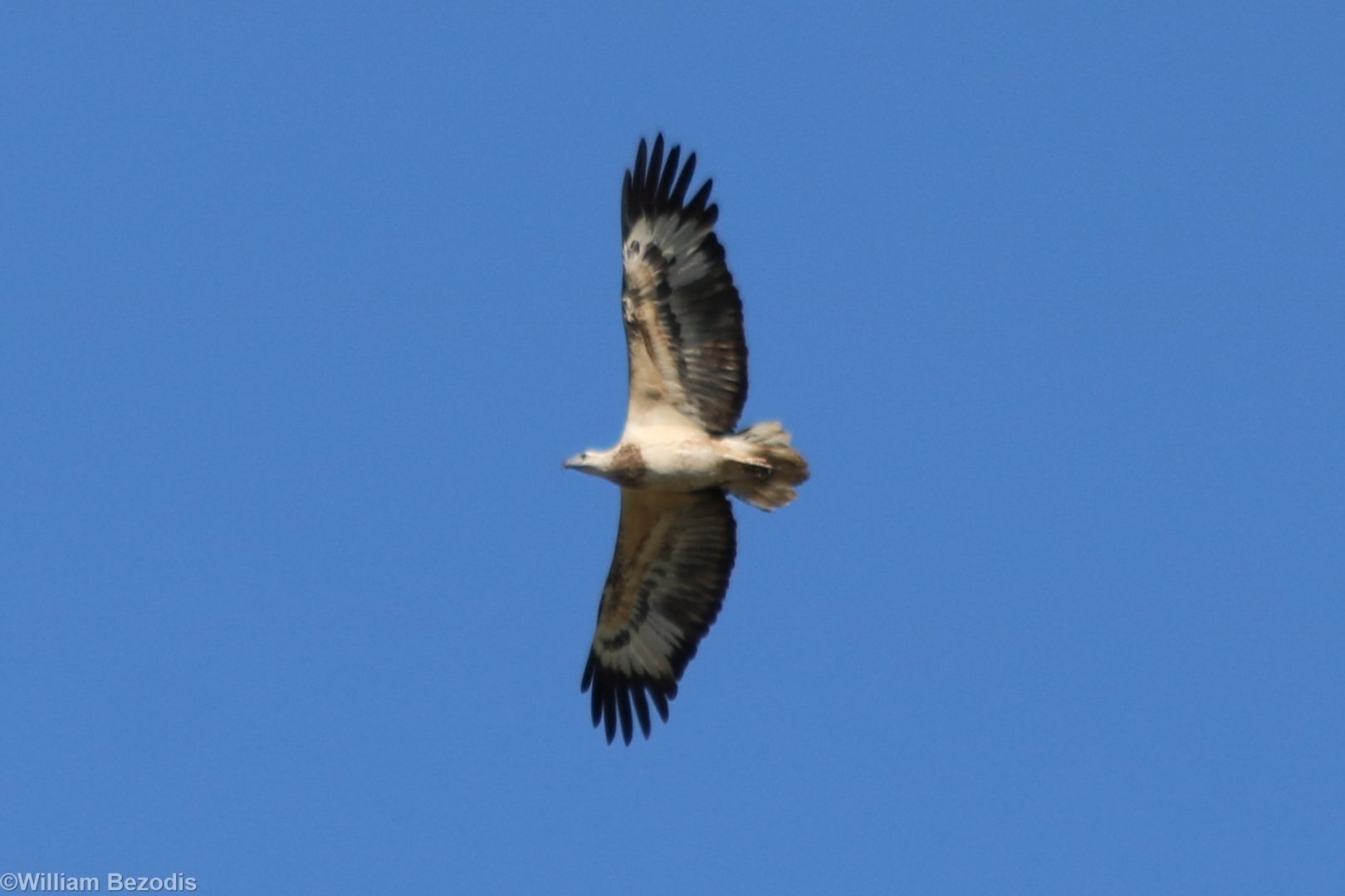 White-bellied Sea-eagle - Darwin Esplanade