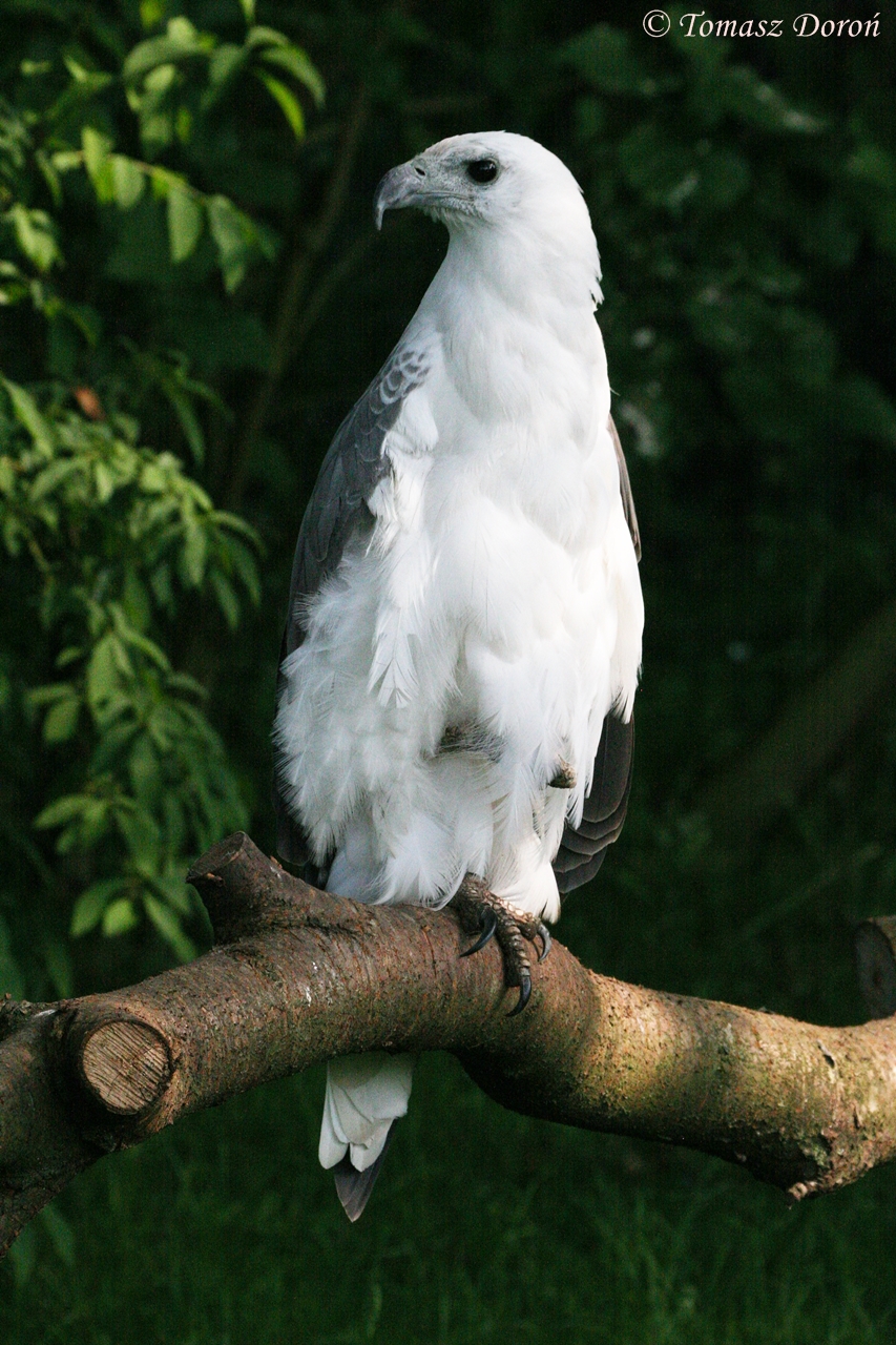 White-bellied Sea Eagle (Haliaeetus leucogaster), May 2009