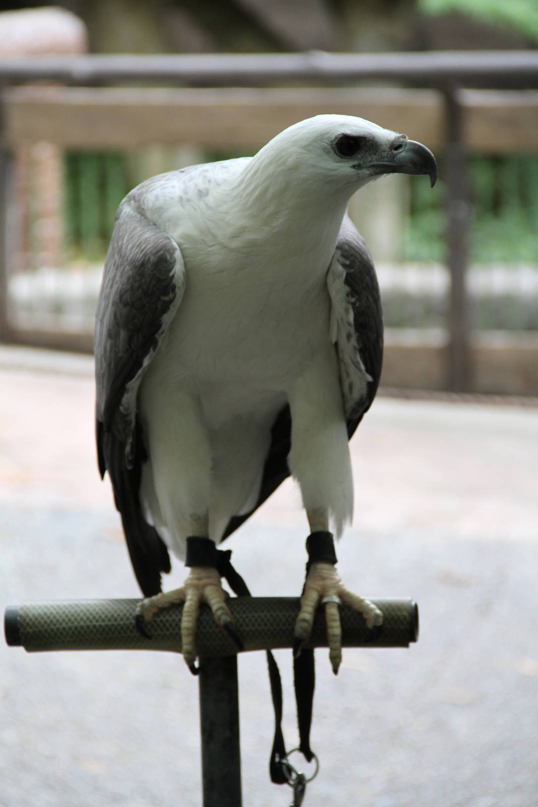 White-bellied Sea Eagle (Haliaeetus leucogaster)