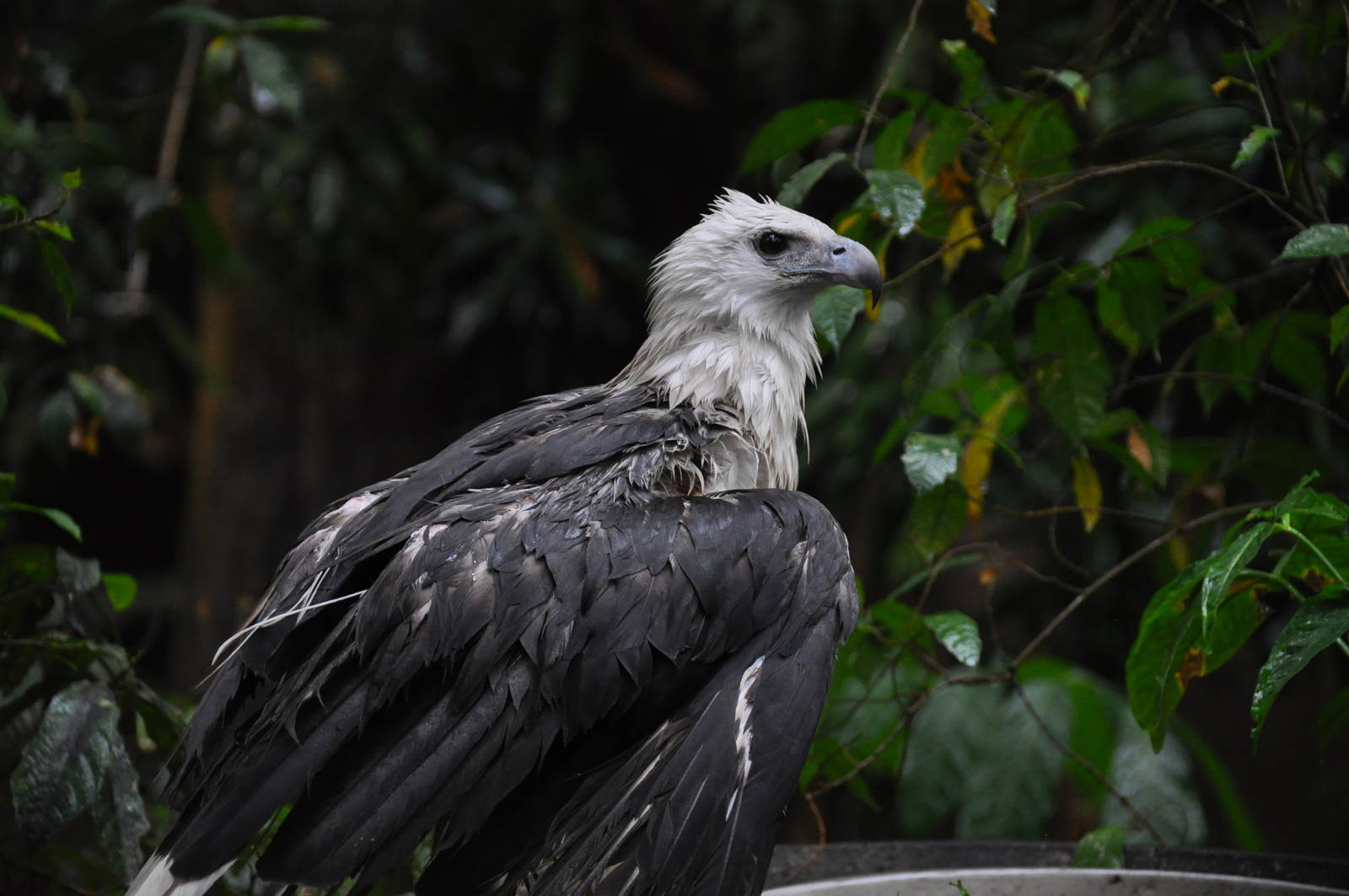 White-bellied sea eagle/ Haliaeetus leucogaster