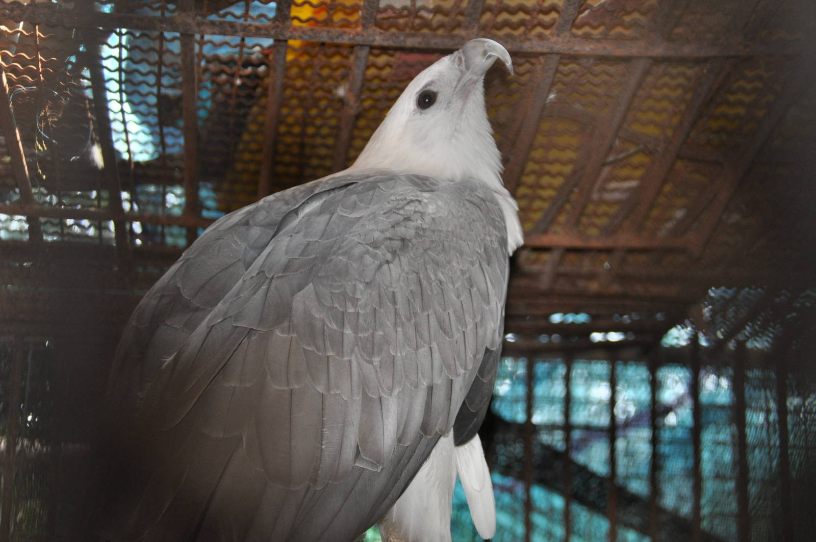 White-bellied sea eagle/ Haliaeetus leucogaster