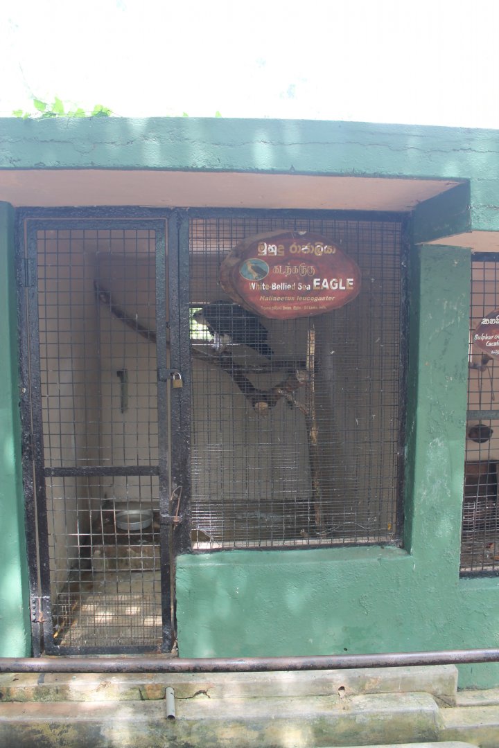 White-bellied Sea Eagle (Haliaeetus leucogaster)