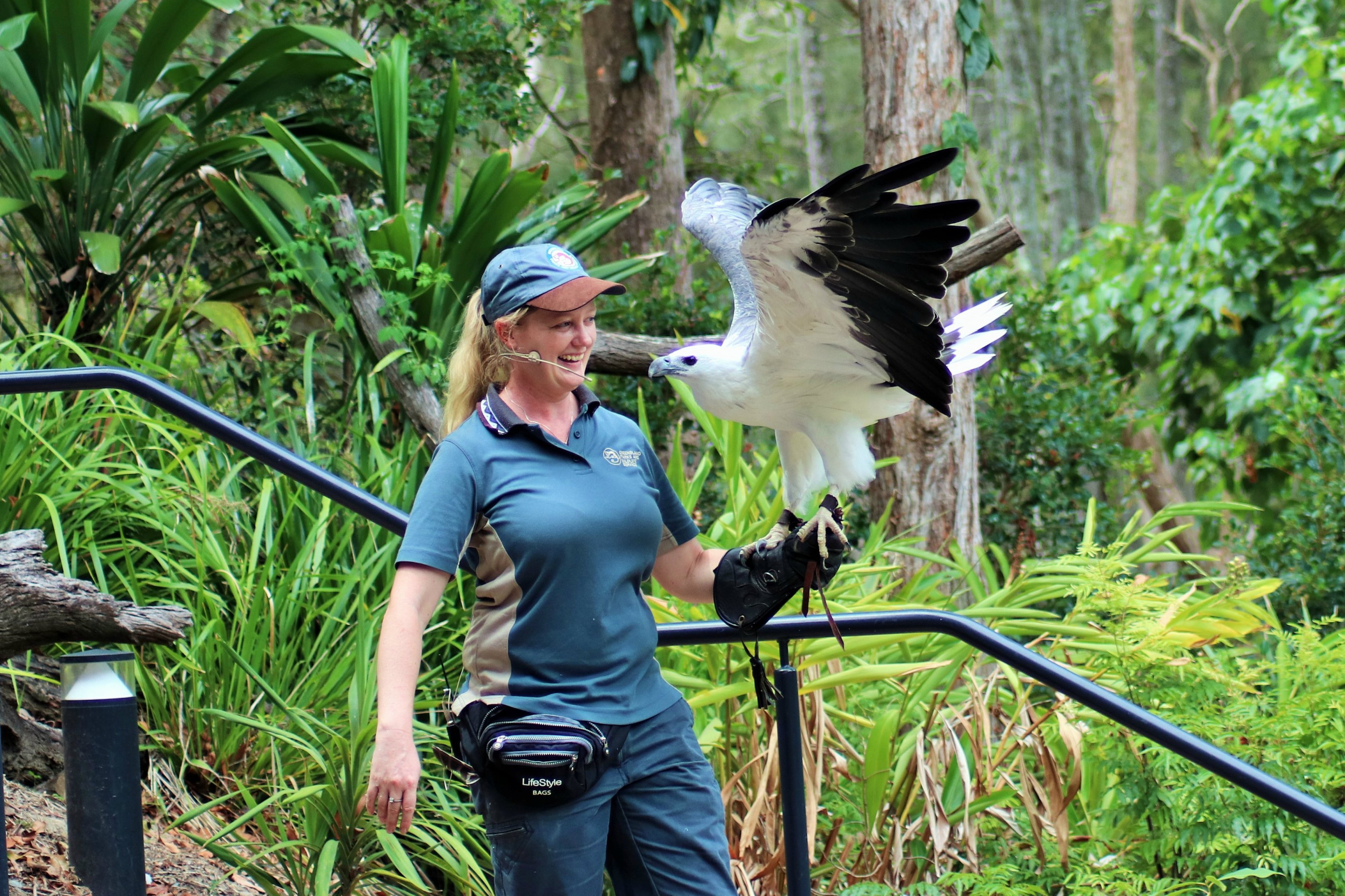 White-bellied Sea Eagle (Haliaeetus leucogaster)
