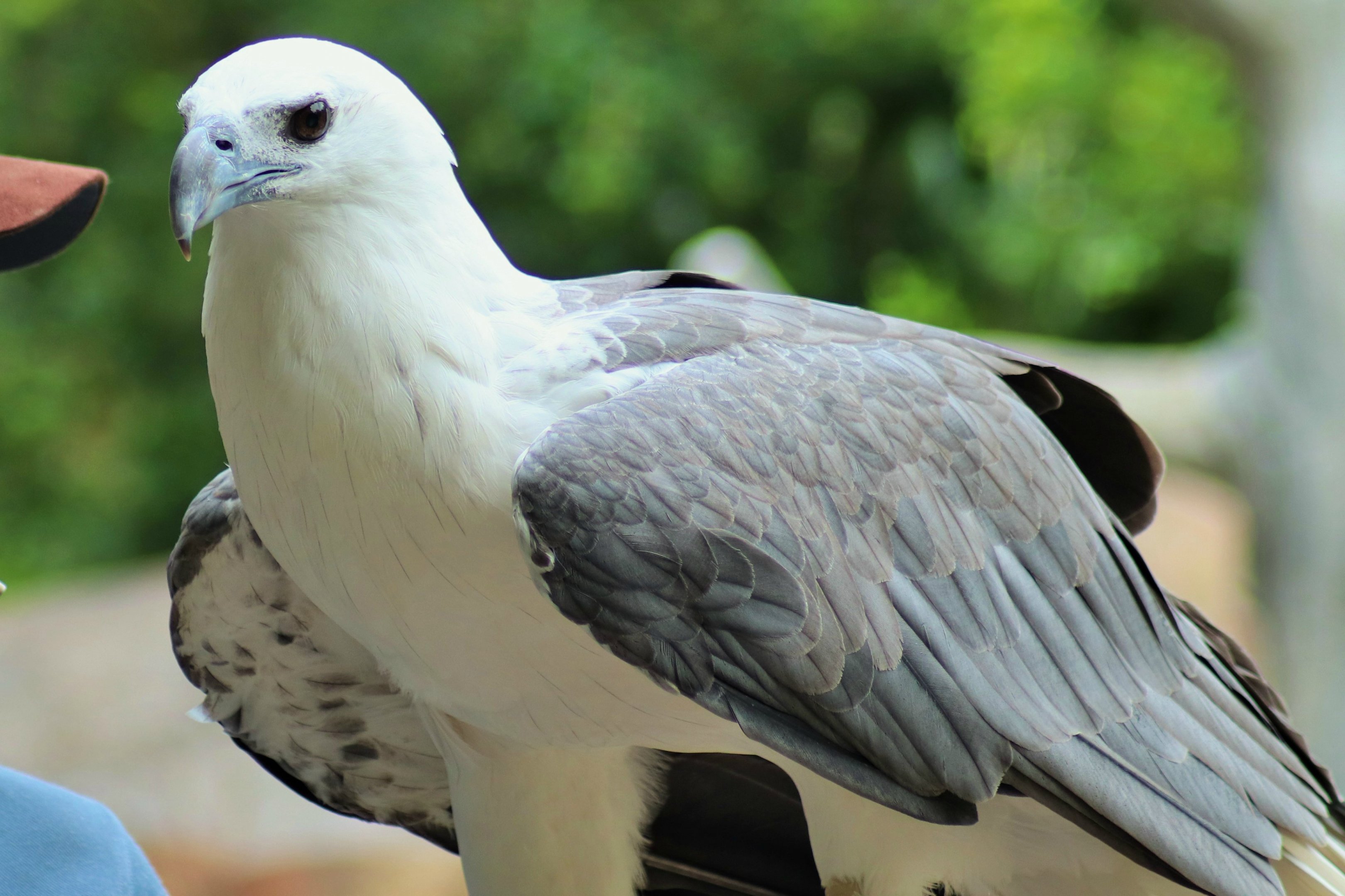 White-bellied Sea Eagle (Haliaeetus leucogaster)