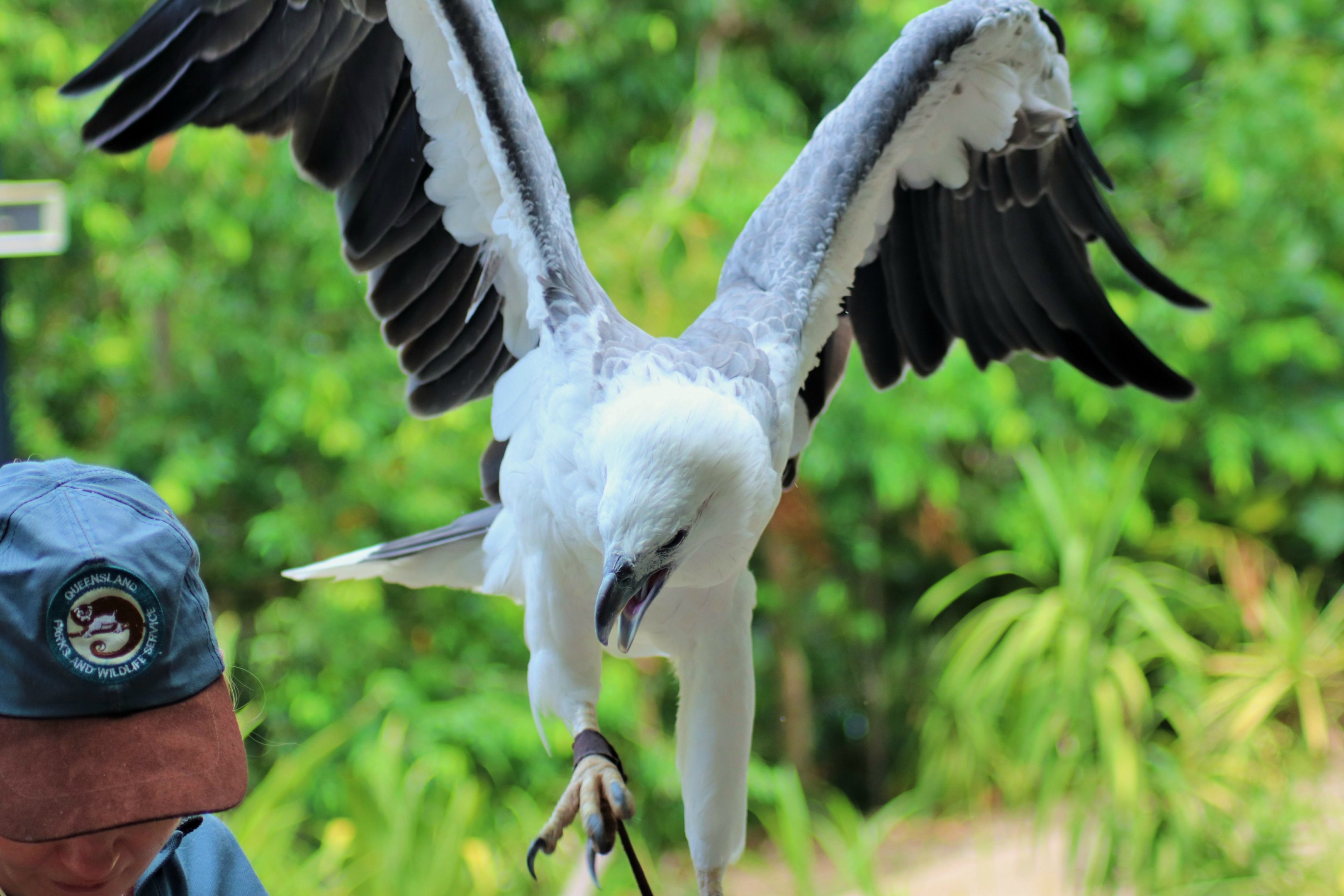 White-bellied Sea Eagle (Haliaeetus leucogaster)
