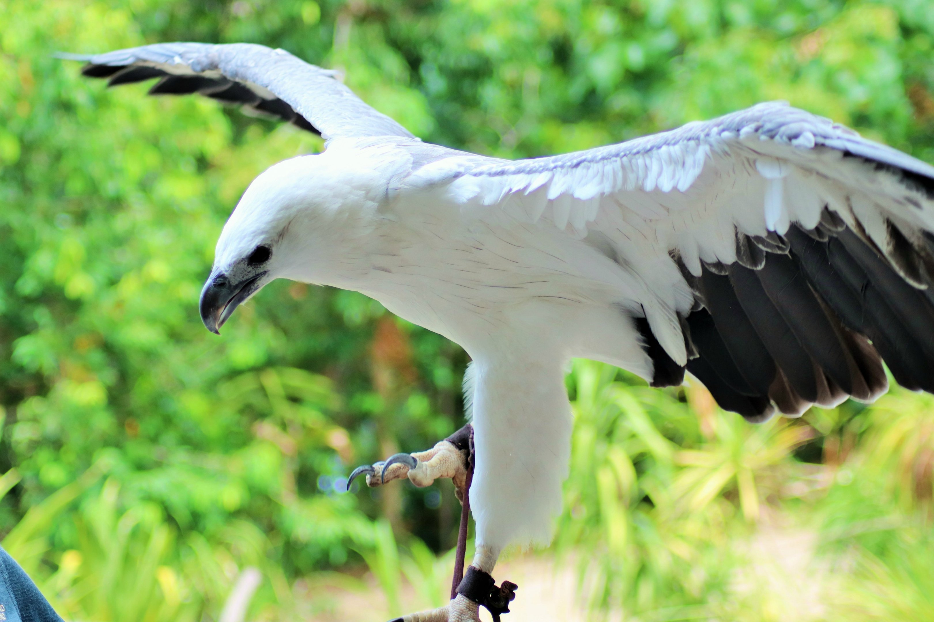 White-bellied Sea Eagle (Haliaeetus leucogaster)