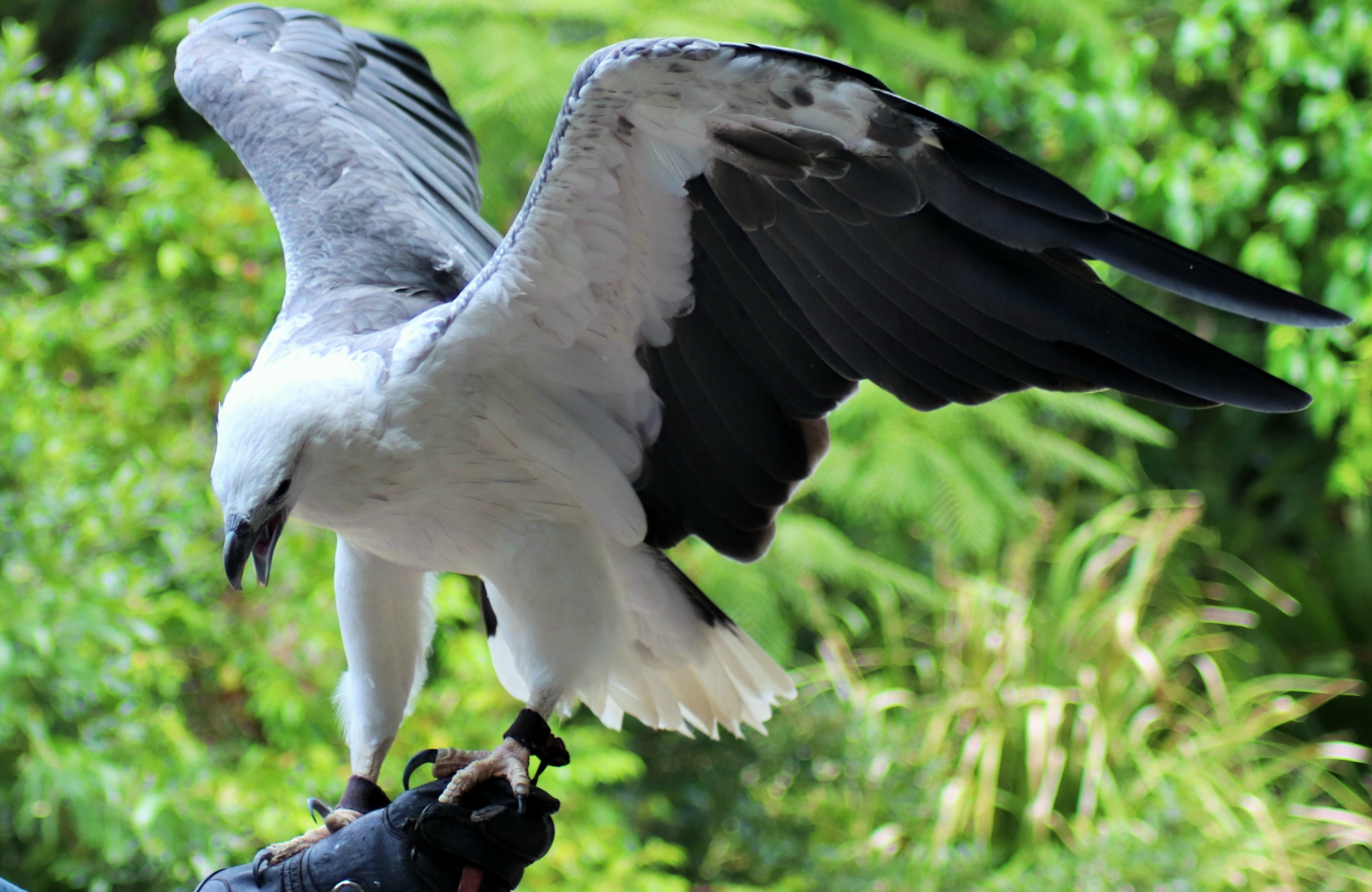 White-bellied Sea Eagle (Haliaeetus leucogaster)