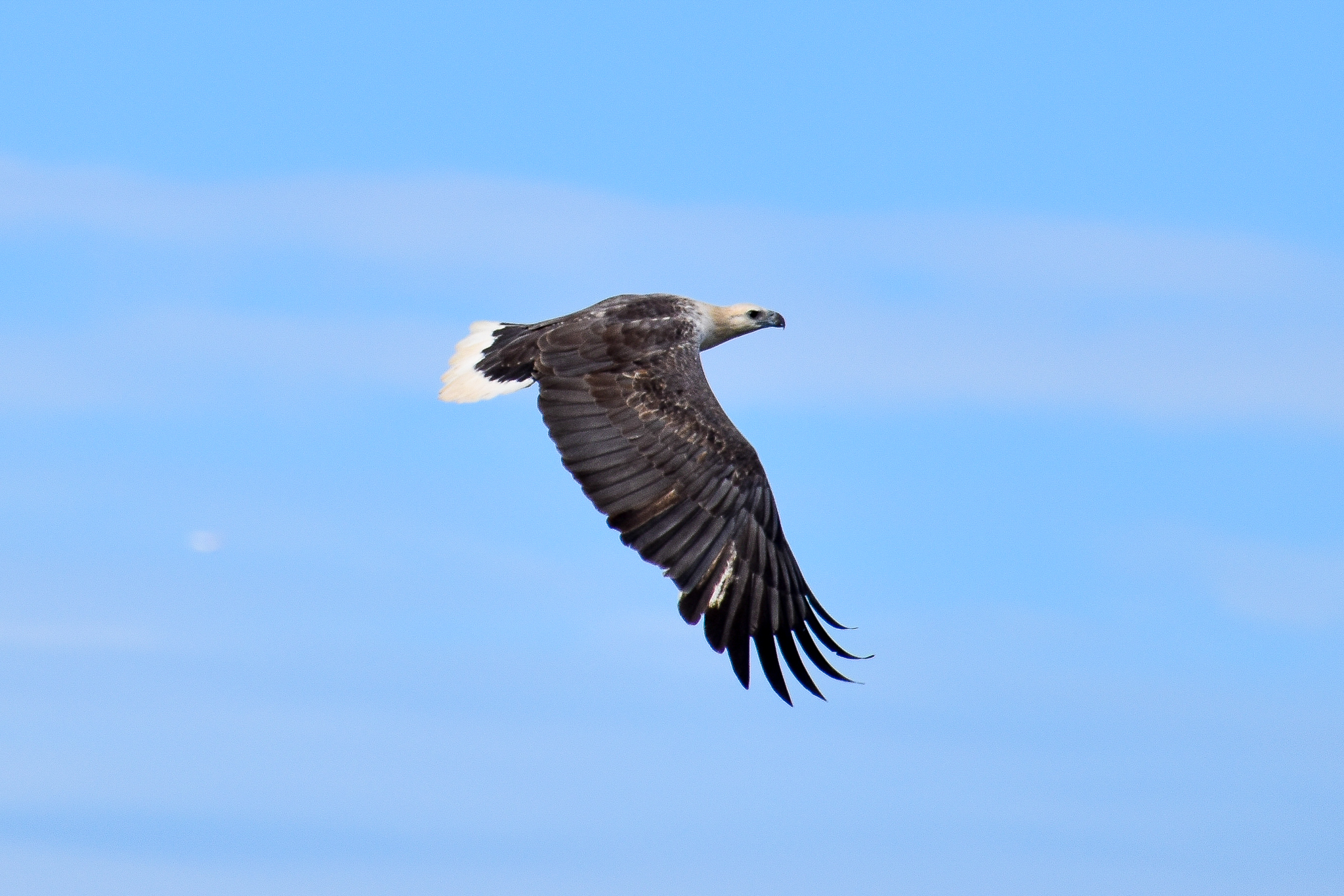 White-bellied Sea Eagle (Haliaeetus leucogaster)