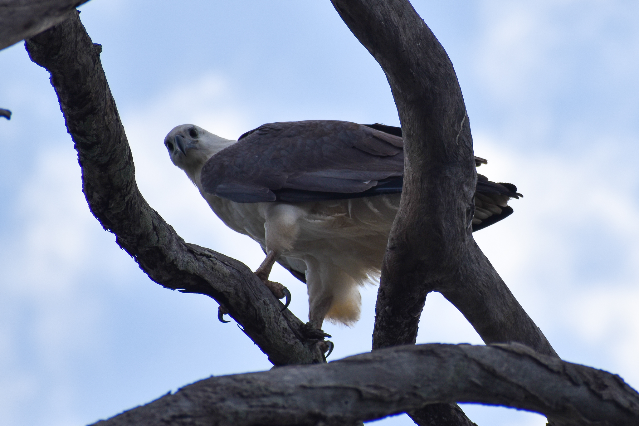 White-bellied Sea Eagle (Haliaeetus leucogaster)