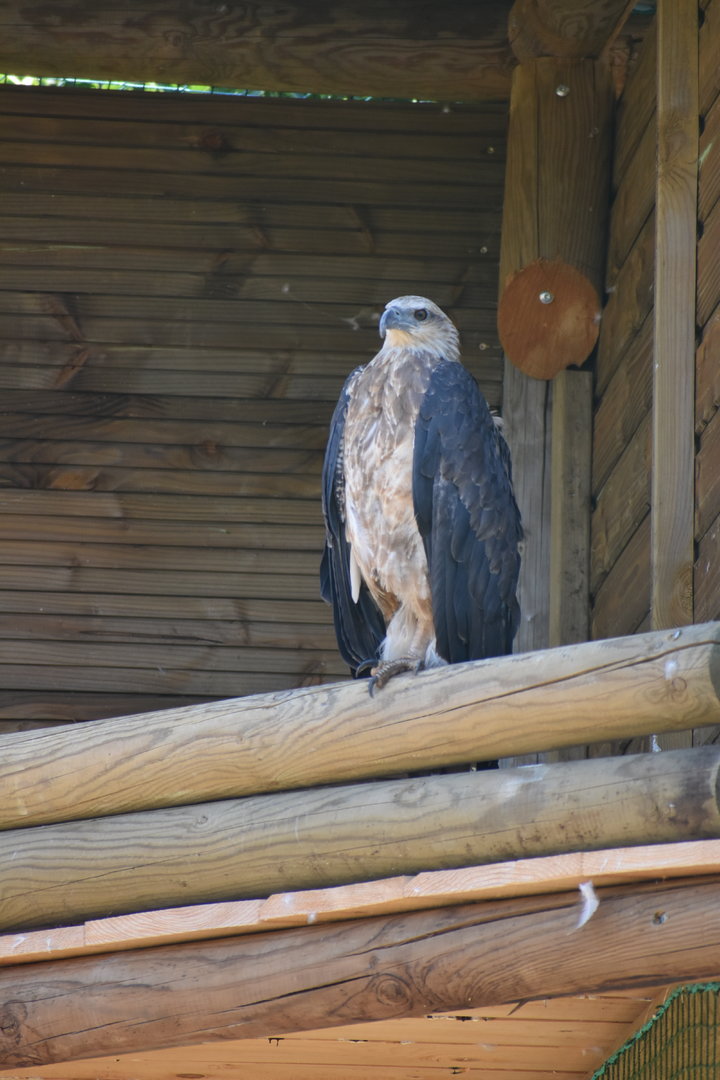 White-bellied Sea Eagle - Haliaeetus leucogaster