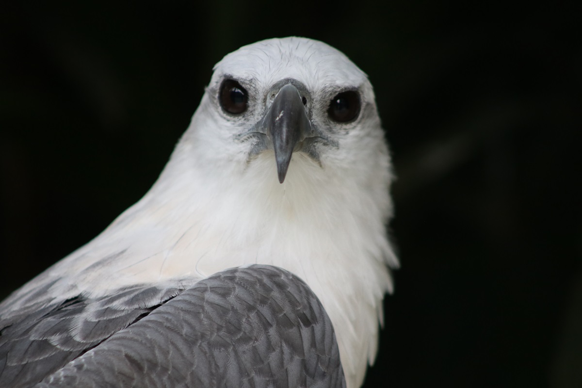 White-bellied Sea-eagle (Haliaeetus leucogaster)