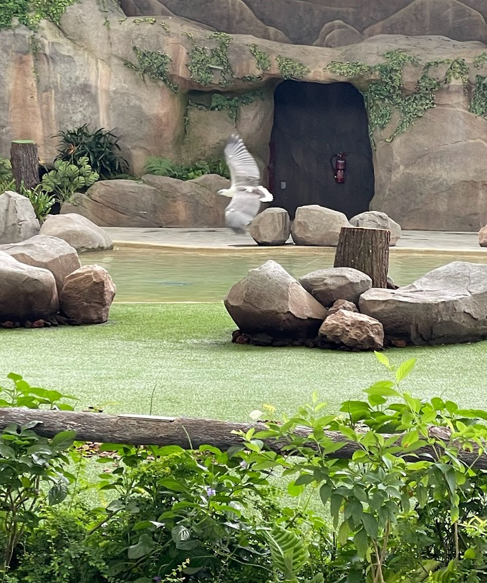 White-bellied Sea Eagle (Haliaeetus leucogaster)
