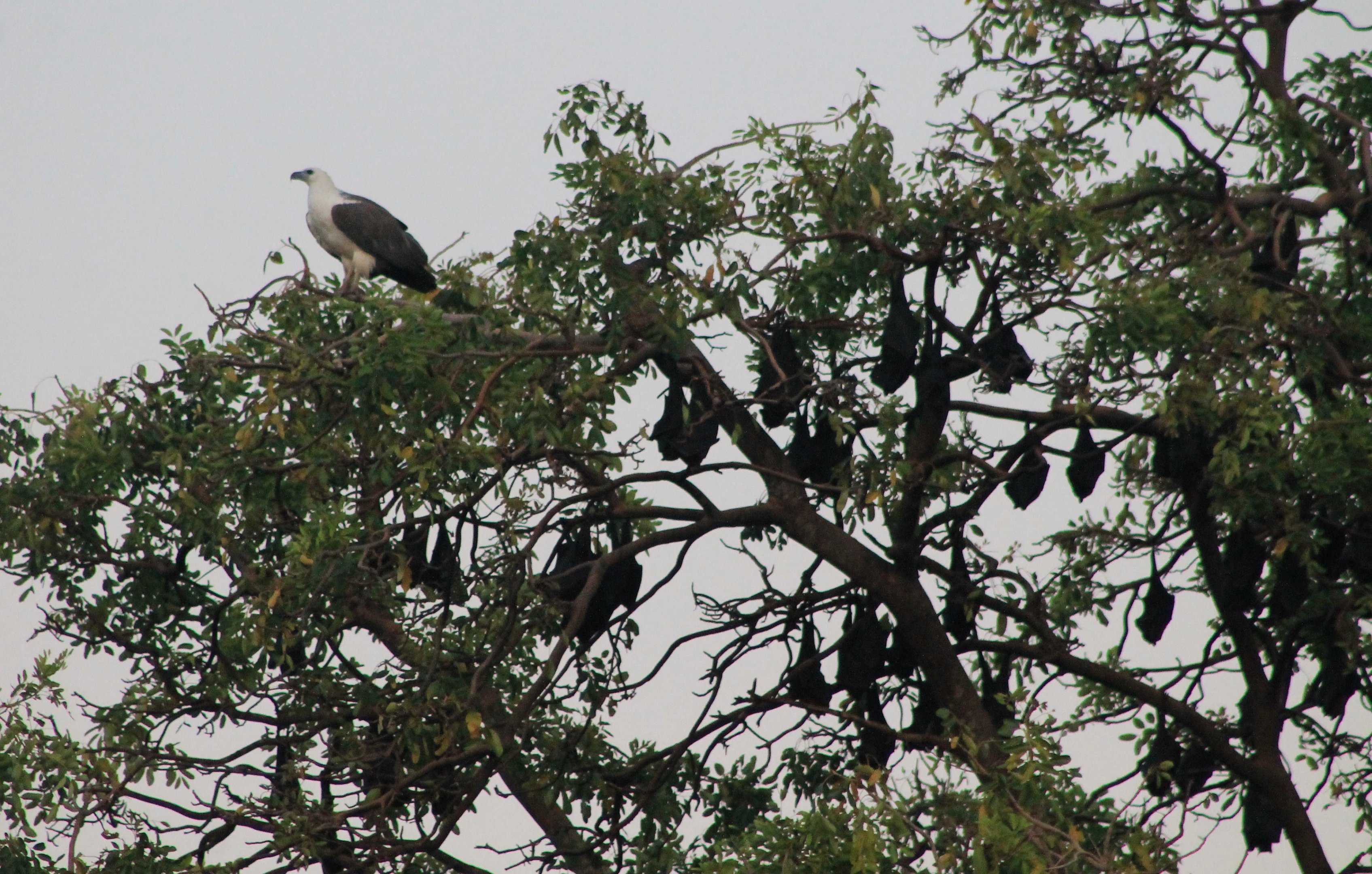 White-bellied Sea Eagle (Haliaeetus leucogaster)