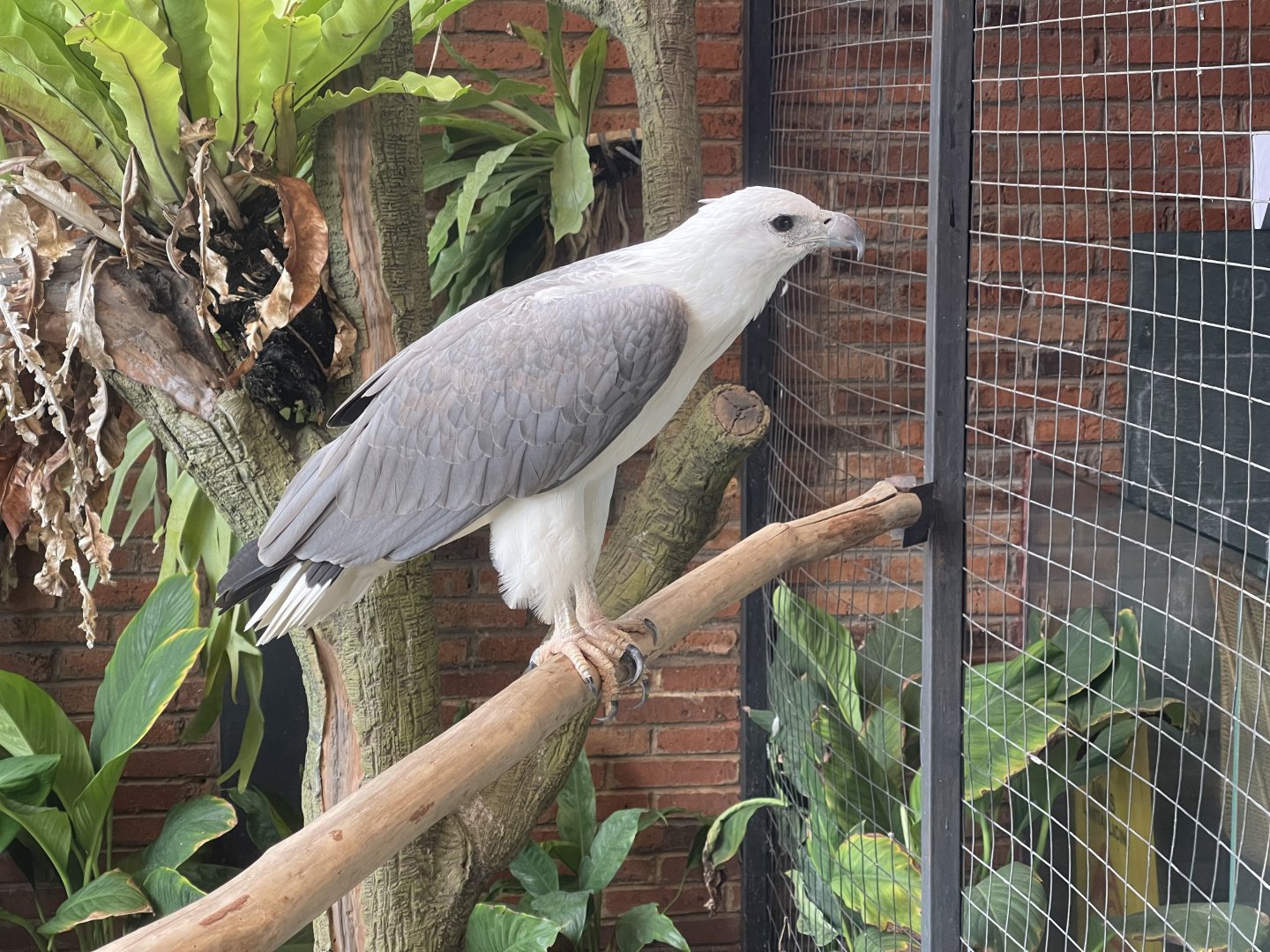 white-bellied sea eagle (icthyophaga leucogaster) - aviary park