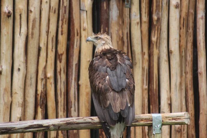 White-bellied sea eagle (Icthyophaga leucogaster)