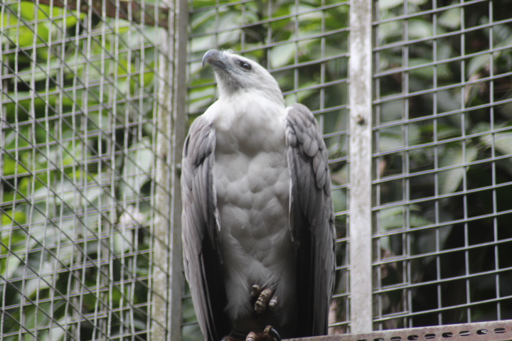 White-bellied sea eagle (Icthyophaga leucogaster)