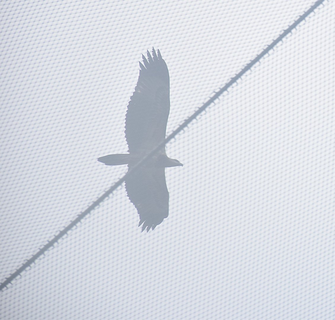 White-bellied Sea Eagle (Icthyophaga leucogaster)
