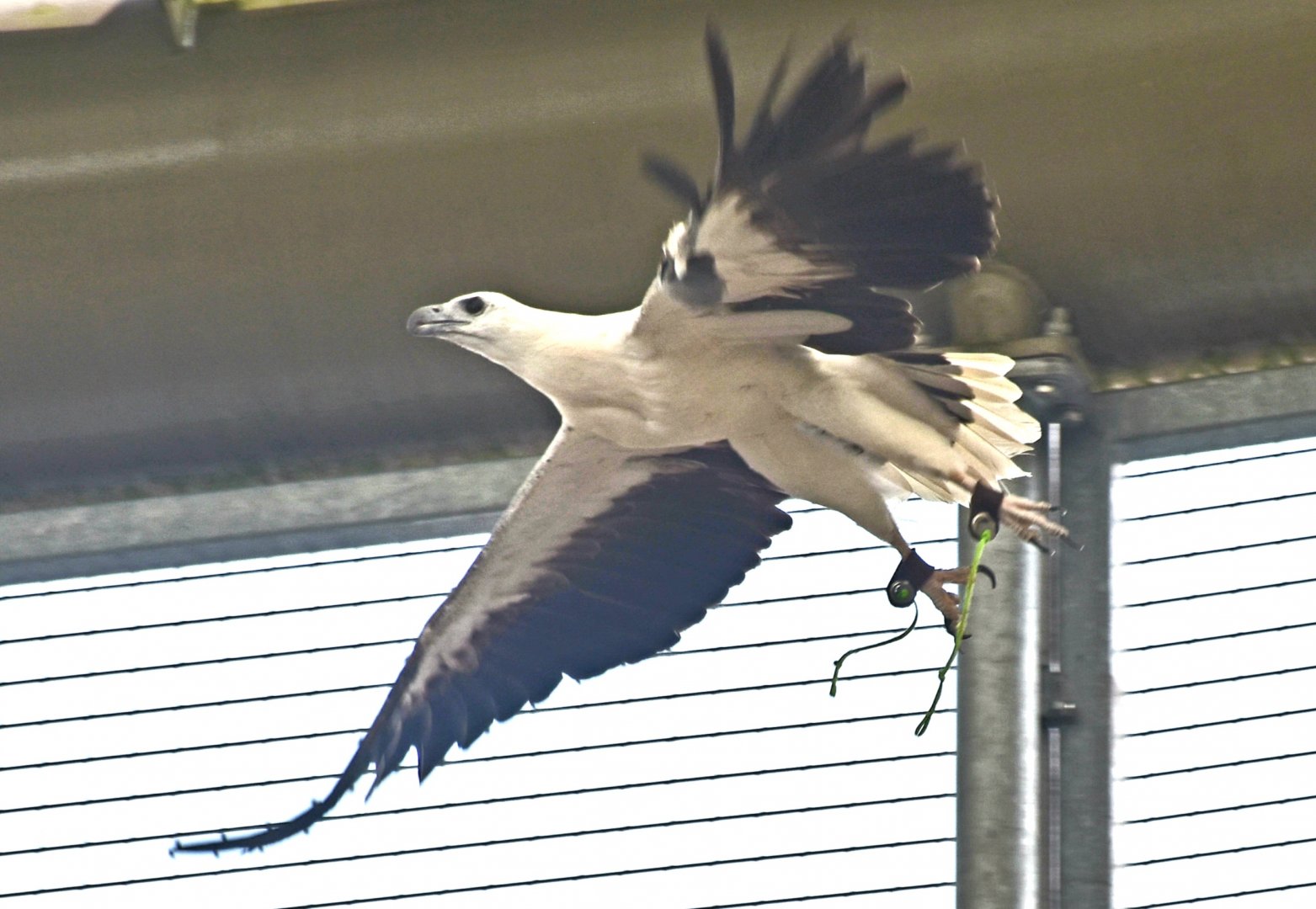 White-bellied Sea Eagle (Icthyophaga leucogaster)