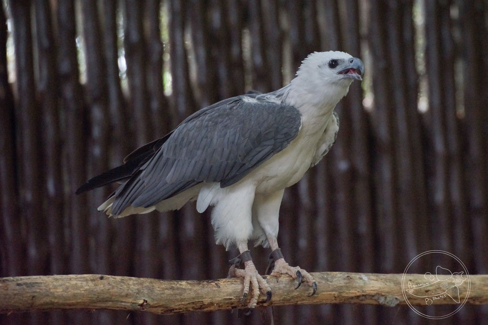 White-bellied Sea Eagle (Icthyophaga leucogaster)