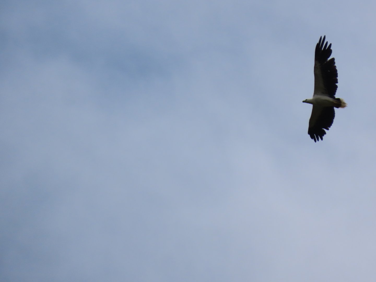 White-bellied sea eagle (Icthyophaga leucogaster)