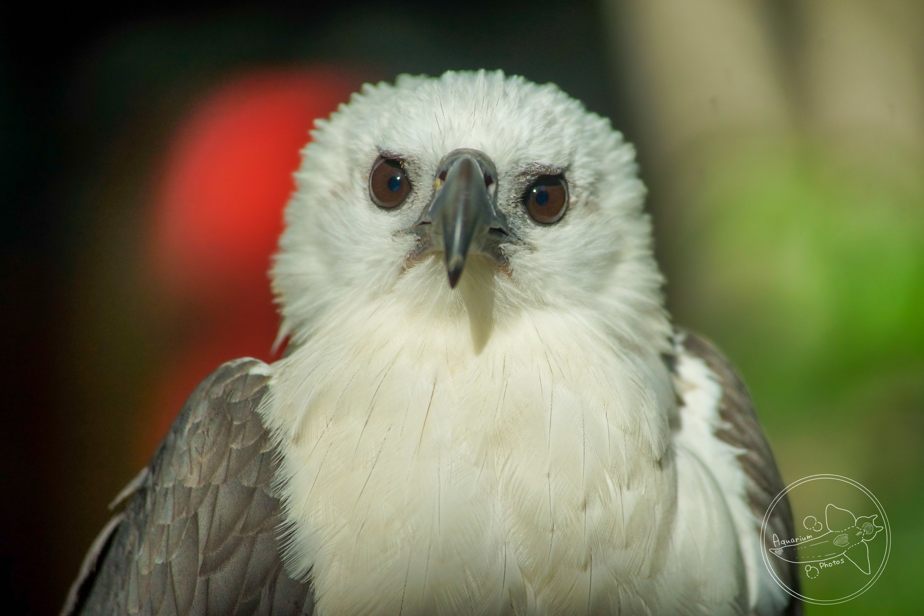 White-bellied Sea Eagle (Icthyophaga leucogaster)