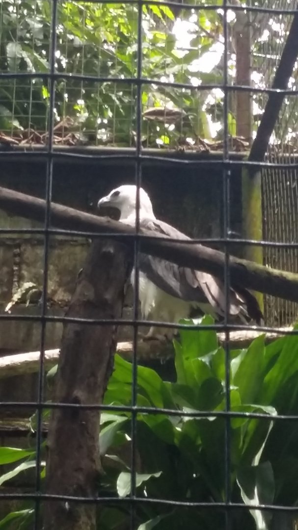 White-bellied sea eagle (Icthyophaga leucogaster)