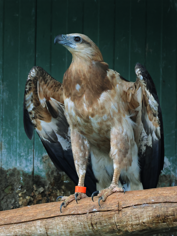 White-bellied sea eagle (Icthyophaga leucogaster)