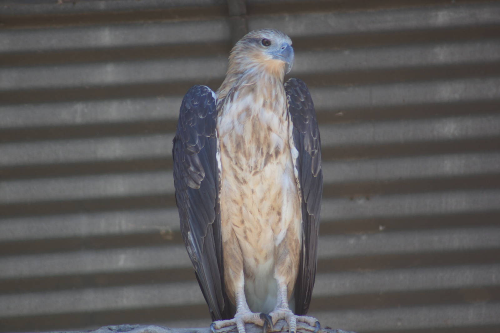 White bellied sea eagle juvenile
