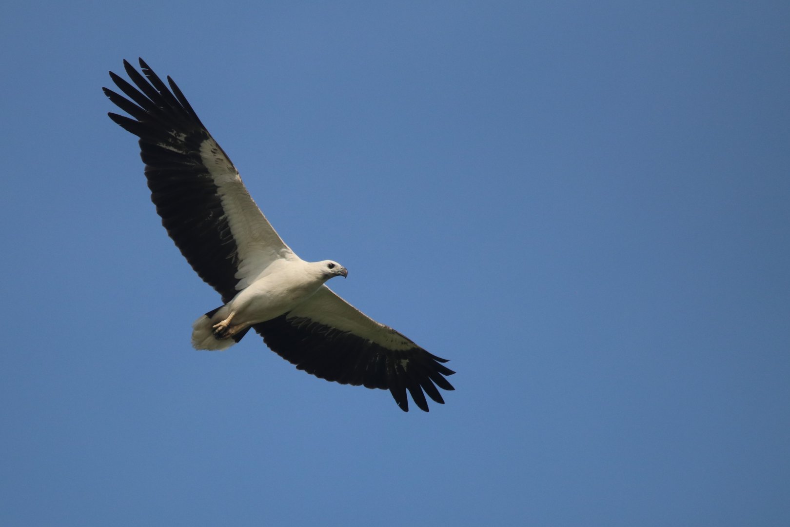 White-bellied sea eagle (Koh Kood)