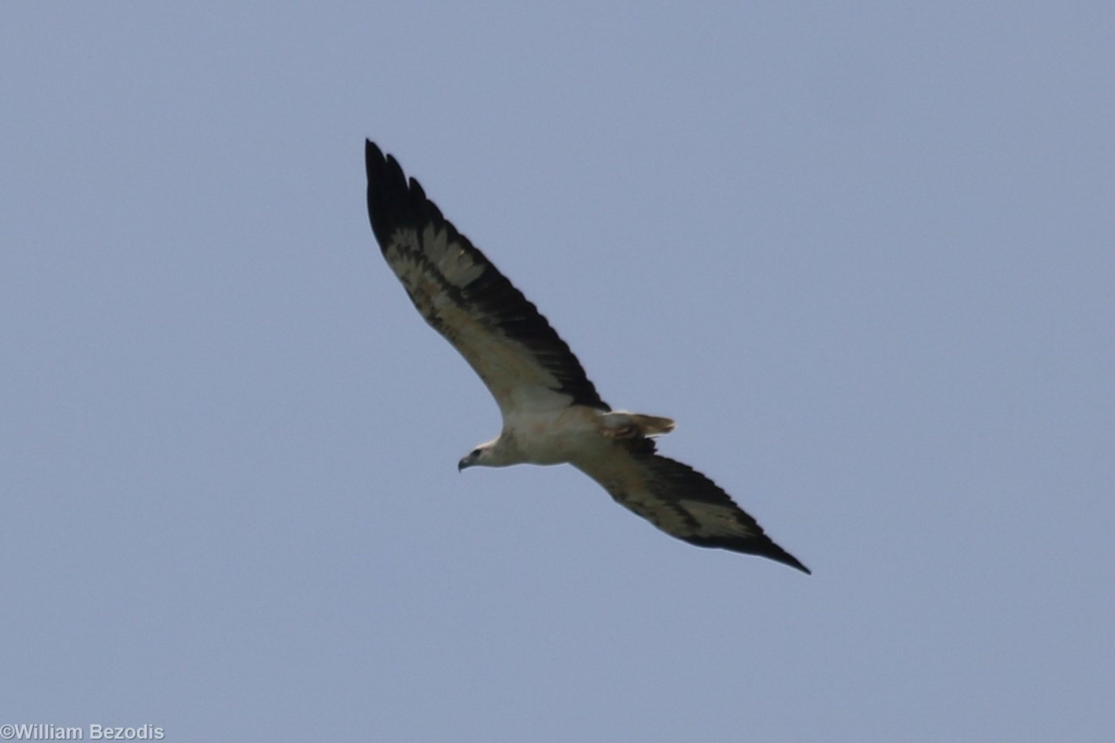 White-bellied Sea-eagle - Pulau Ubin