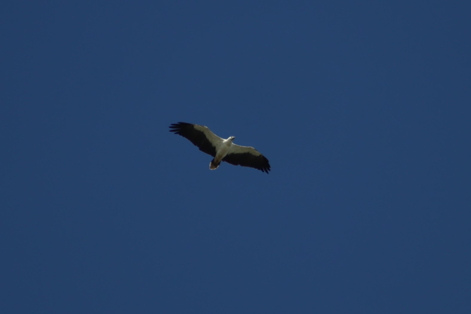 White-bellied sea eagle - Tanjung Aru beach, 27 June 2023