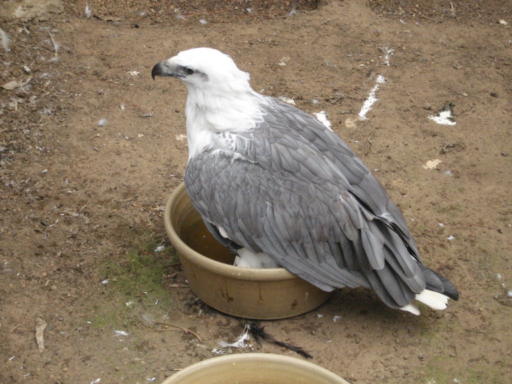White-bellied Sea Eagle trying to bathe