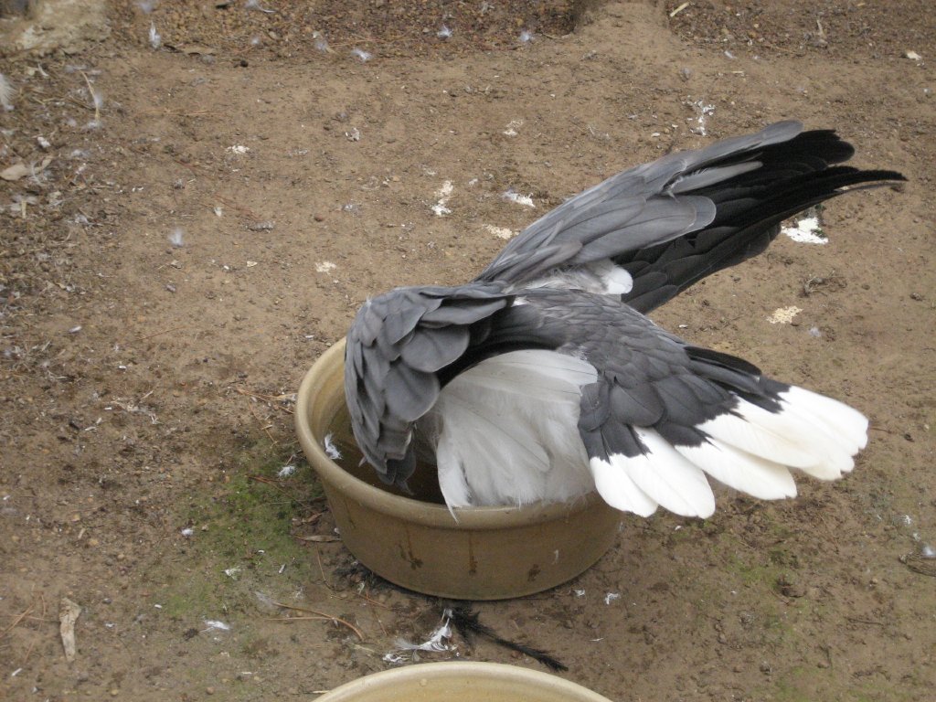White-bellied Sea Eagle trying to bathe