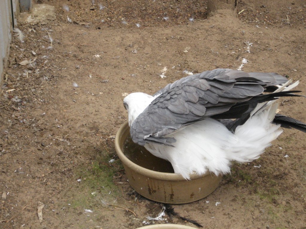 White-bellied Sea Eagle trying to bathe
