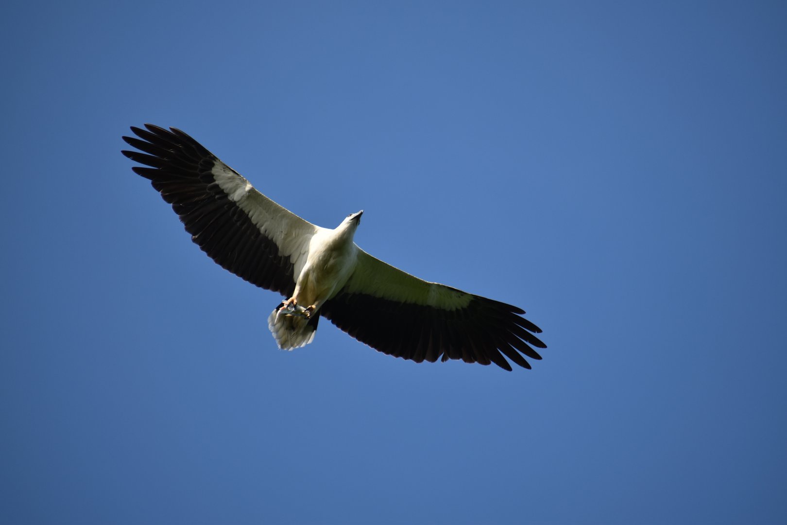 White Bellied Sea Eagle with catch ~ Sungei Buloh Wetlands Reserve