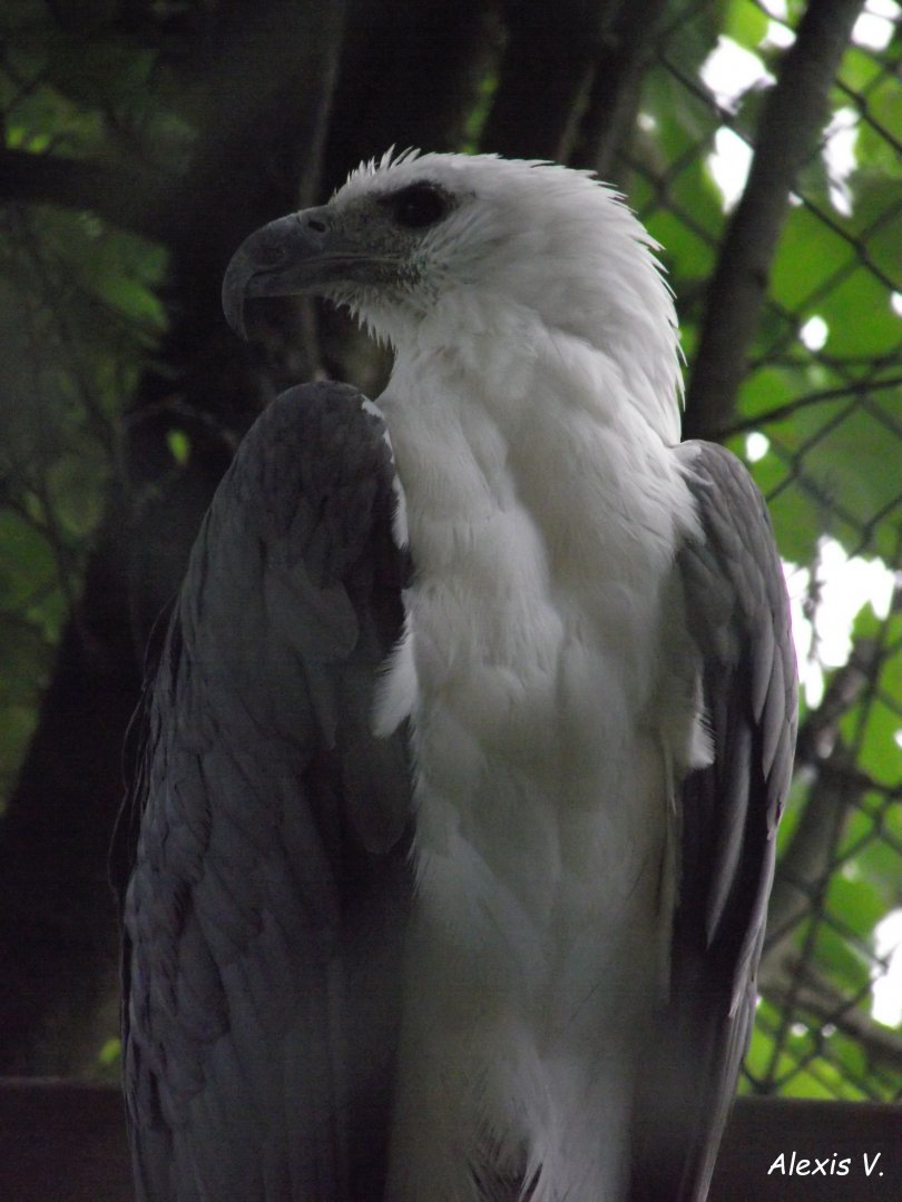 White-bellied Sea Eagle - Zooparc de Beauval - 05/2021