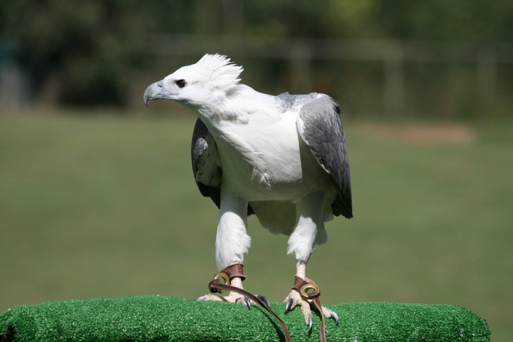 White-bellied Sea Eagle