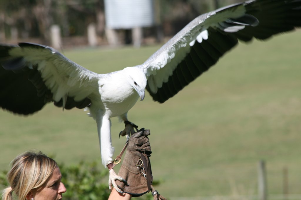 White-bellied Sea Eagle