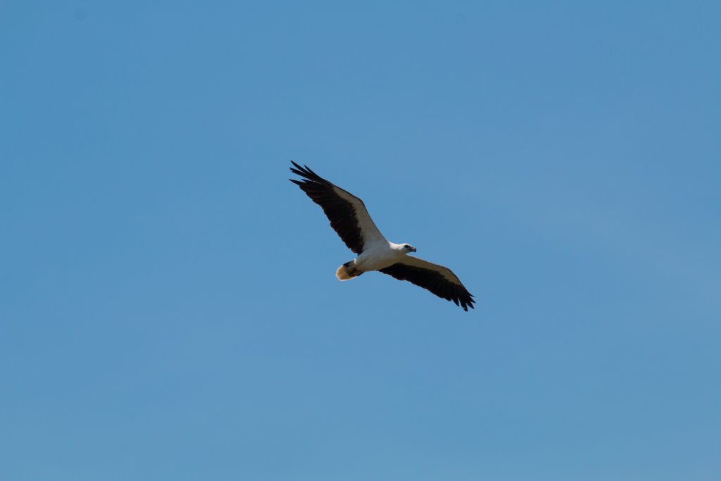 White-bellied Sea Eagle
