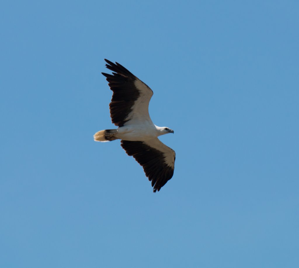 White-bellied Sea Eagle